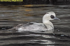 smew